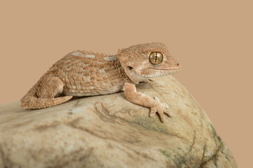 Helmeted Gecko (Tarentola chazaliae)/Helmeted Gecko basking on smooth rock
