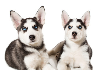 two little cute puppy of Siberian husky dog with blue eyes isolated