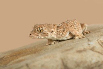Helmeted Gecko (Tarentola chazaliae)/Helmeted Gecko basking on smooth rock
