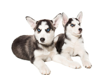 two little cute puppy of Siberian husky dog with blue eyes isolated