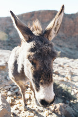 Portrait of one donkey.