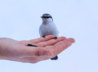  Nuthatch Eating From a Human Hand
