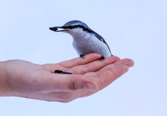  Nuthatch Eating From a Human Hand