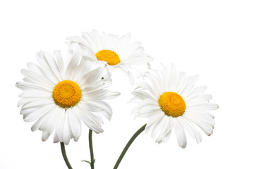 Beautiful white daisy flowers. Floral wallpaper	