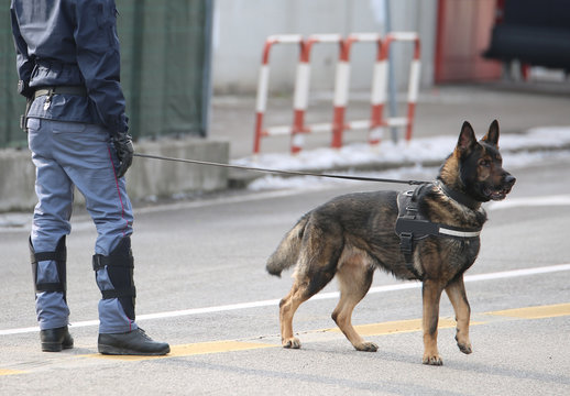 trained police dog during surveillance along the streets of the