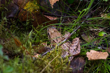 European Common Frog Photographed in Finland 2
