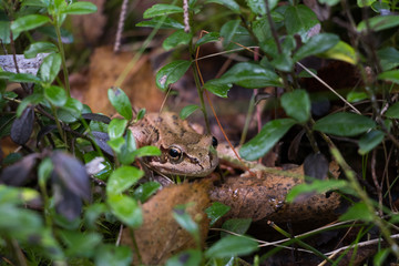 European Common Frog