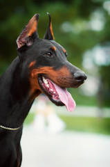Fototapeta na wymiar Closeup portrait of a black Doberman Pinscher with cropped ears in the Park with a chain on the neck
