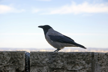 Closeup photo of a hooded crow at Budapest Castle