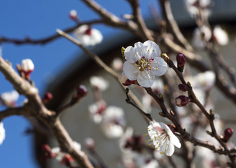 Spring flower