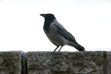 Old hooded crow walking in the castle bastion in Budapest