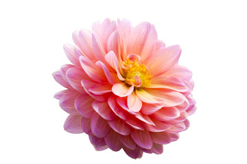 Fototapeta premium colorful of dahlia and green leaf with sun light,isolated on white