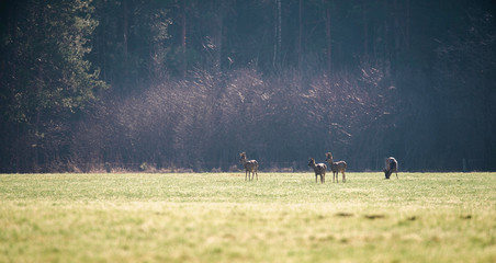 Group of roe deer in meadow in morning light.