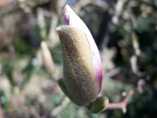 A Closed Flower Head