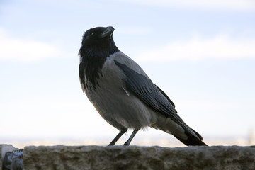 Close up of a corvus cornix aka crow in Budapest Hungary castle