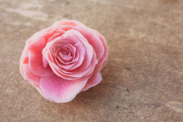 Camellia, blooming flower bud on stone, close up, colorful and vivid plant, natural background...