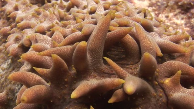 Sea cucumber trepang on background of bottom in clean clear water of Maldives. Swimming in world of colorful beautiful wildlife of corals reefs. Inhabitants in search of food. Abyssal relax diving.