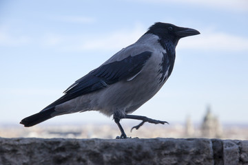 Close up of a corvus cornix aka crow in Budapest Hungary castle