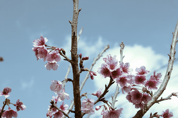 colorful of cherry Blossom and green leaf with sun light,