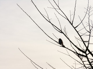 Bird in Tree at Sunset