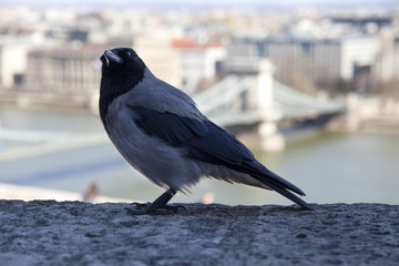 Corvus cornix is a Eurasian bird species in the crow genus