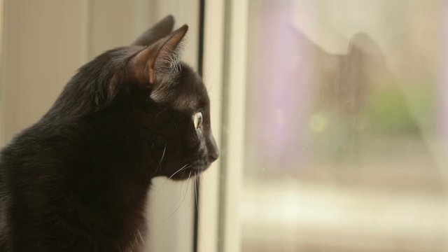The black cat sits on the windowsill and looks out the window. Cat's profile