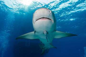 Sharks of Tiger Beach