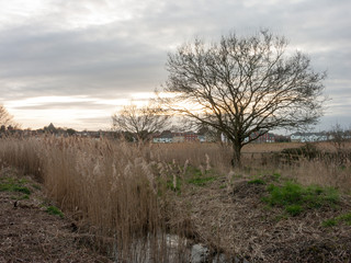 Tree and Reeds in Skyset