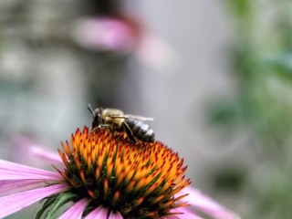 Bee on a flower