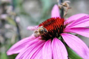 Fototapeta na wymiar Bee on a flower