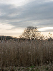 Tree and Reeds in Skyset