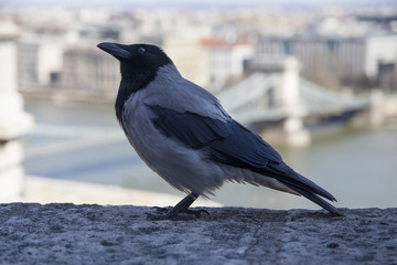 Corvus cornix is a Eurasian bird species in the crow genus