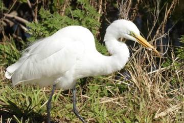 White snowy egret