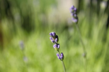 Lavender abstract background.