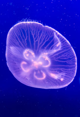 Jellyfish floating background