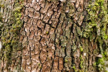 Green moss grows on oak trees in a California forest