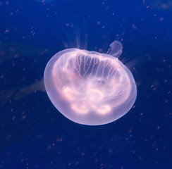 Naklejka na ściany i meble Jellyfish close up background
