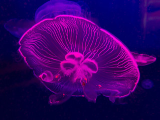 Obraz premium Jellyfishes close up background