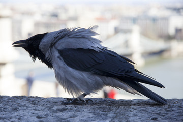 Portrait of a gray european crow