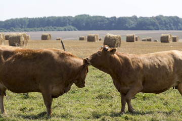 two cows close up kissing