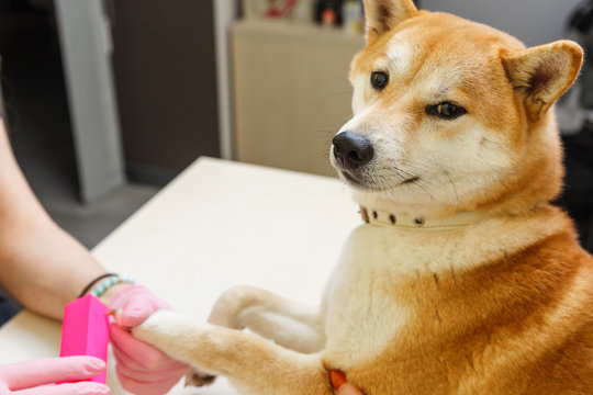 A beautician treats Shiba Inu dogs nails