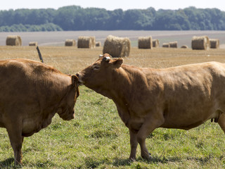two cow close up kissing,