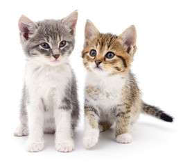 Fototapeta na wymiar Two small kittens