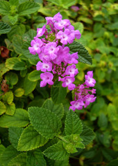 Trailing Lantana