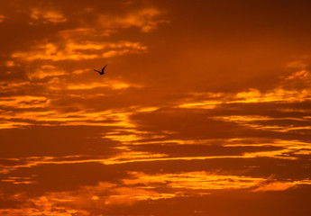 FLYING BIRD AT SUNSET