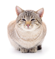 Cat on a white background