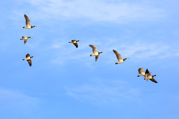 Sibirian Greylag goose in East Frisia © rphfoto