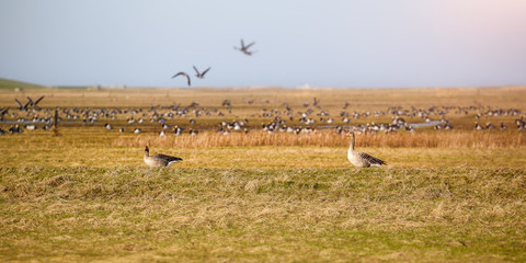 Sibirian Greylag goose in East Frisia