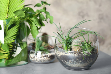 Florarium in glass vases with succulents on grunge background