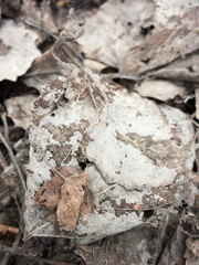 Dead Leaves